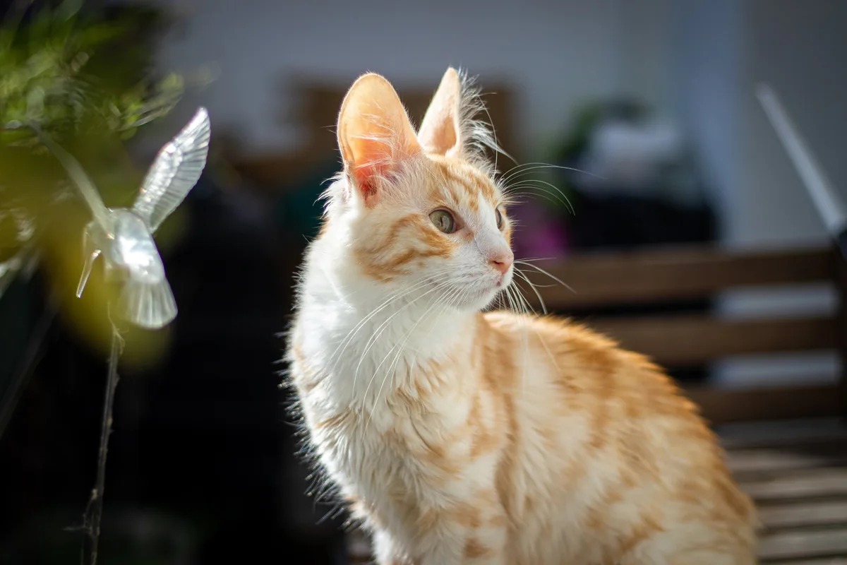 Un chat roux et blanc observe la pièce, éclairé par la lumière d’une fenêtre.